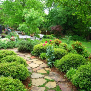 TRẺ HÓA KHÔNG GIAN BẰNG CÂY XANH