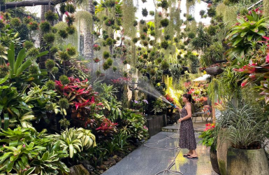 THIẾT KẾ CẢNH QUAN – RỪNG NAM MỸ GIỮA LÒNG THÀNH PHỐ