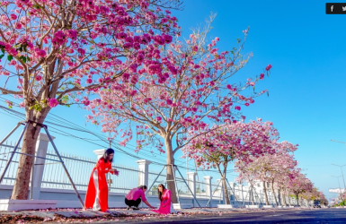 Đường kèn hồng được mệnh danh 