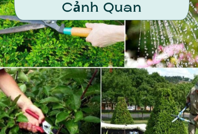 Chăm Sóc Cảnh Quan