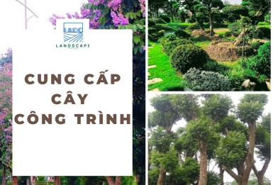 Cây Công Trình