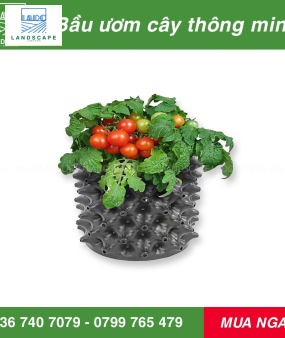 Bầu Ươm Cây V6