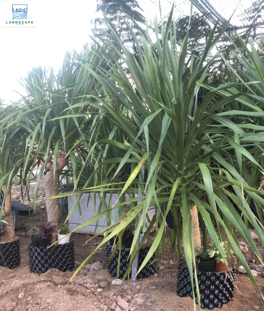 Cây Thần Tài Núi